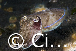 tiny cuttlefish over coral polips. Compare the sizes :) by Cipriano (ripli) Gonzalez 